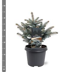 Picea pungens 'Glauca Globosa'