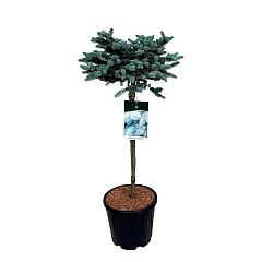 Picea pungens 'Glauca Globosa'