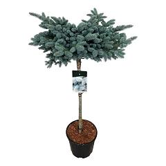 Picea pungens 'Glauca Globosa'