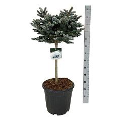 Picea pungens 'Glauca Globosa'