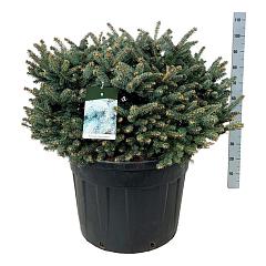 Picea pungens 'Glauca Globosa'