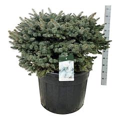 Picea pungens 'Glauca Globosa'