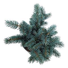 Picea pungens 'Karpaten'