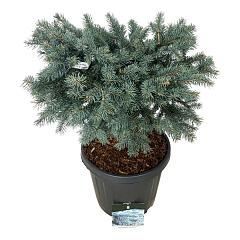 Picea pungens 'Karpaten'