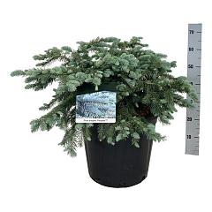 Picea pungens 'Karpaten'