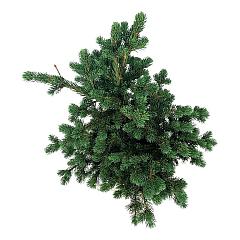 Picea pungens 'Lucky Strike'
