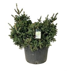 Picea pungens 'Lucky Strike'