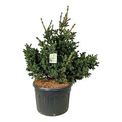 Picea pungens 'Lucky Strike'