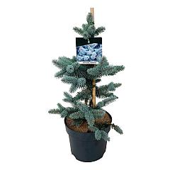 Picea pungens 'Oldenburg'