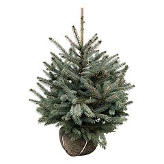 Picea pungens 'Super Blue Seedling'