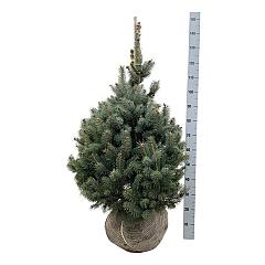 Picea pungens 'Super Blue Seedling'