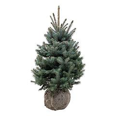 Picea pungens 'Super Blue Seedling'