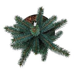 Picea pungens 'Super Blue Seedling'