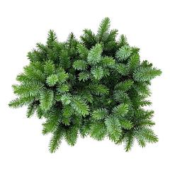 Picea sitchensis 'Midget'
