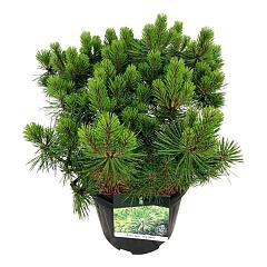 Pinus densiflora 'Jane Kluis'
