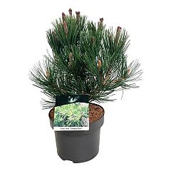 Pinus heldreichii 'Compact Gem'