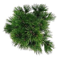 Pinus heldreichii 'Compact Gem'