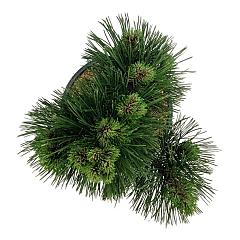 Pinus heldreichii 'Malinki'