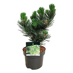 Pinus heldreichii 'Satellit'