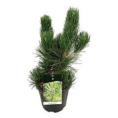 Pinus heldreichii 'Satellit'