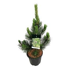 Pinus heldreichii 'Satellit'