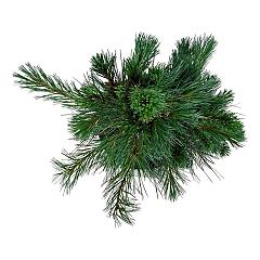 Pinus monticola 'Ammerland'