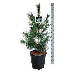 Pinus monticola 'Ammerland'