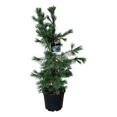 Pinus monticola 'Ammerland'