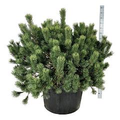 Pinus mugo