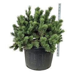 Pinus mugo