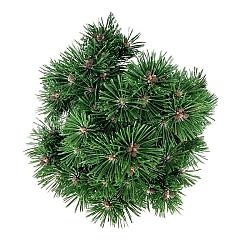 Pinus mugo 'Benjamin'
