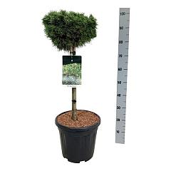 Pinus mugo 'Benjamin'