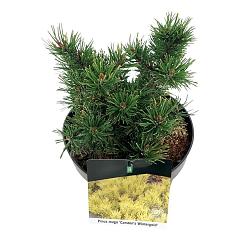 Pinus mugo 'Carsten's Wintergold'