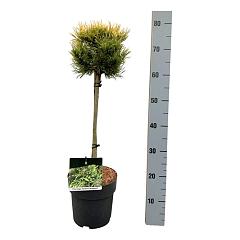 Pinus mugo 'Carsten's Wintergold'