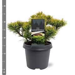 Pinus mugo 'Carsten's Wintergold'