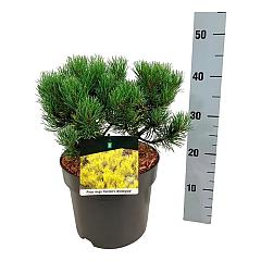 Pinus mugo 'Carsten's Wintergold'