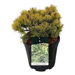 Pinus mugo 'Carsten's Wintergold'