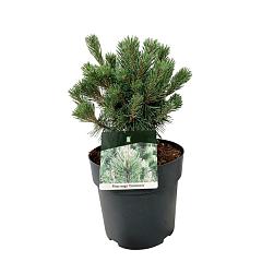 Pinus mugo 'Columnaris'
