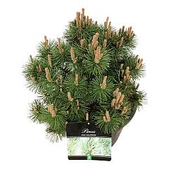 Pinus mugo 'Columnaris'