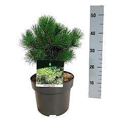Pinus mugo 'Gnom'