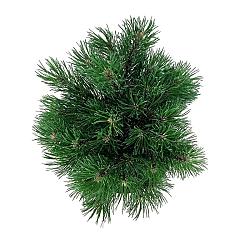 Pinus mugo 'Gnom'