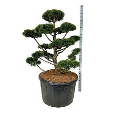 Pinus mugo 'Gnom'