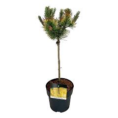 Pinus mugo 'Golden Glow'