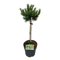 Pinus mugo 'Klostergrün'