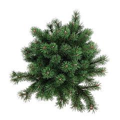 Pinus mugo 'Klostergrün'