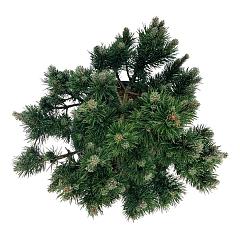 Pinus mugo 'Limerick'