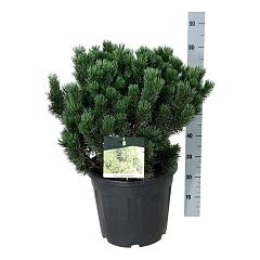 Pinus mugo 'Limerick'
