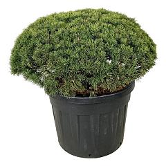 Pinus mugo 'Mops'