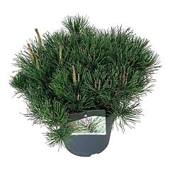Pinus mugo mugo