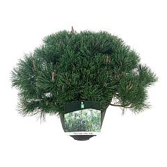 Pinus mugo mugo